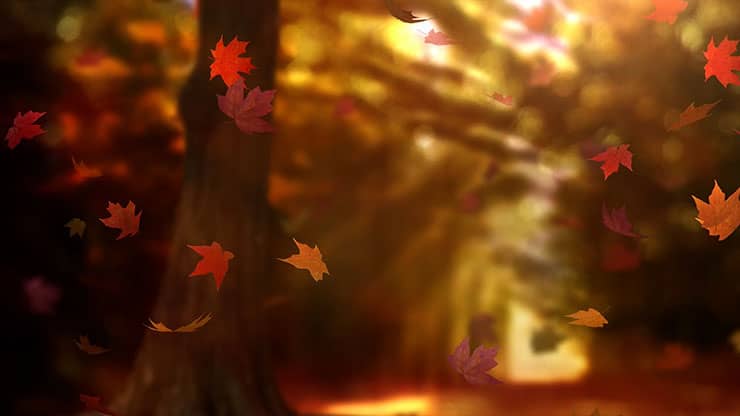 Fall Woods: Back 20