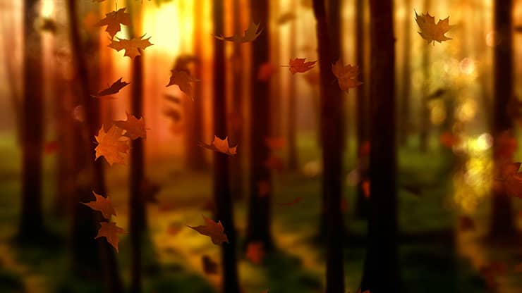 Fall Woods: Back 2