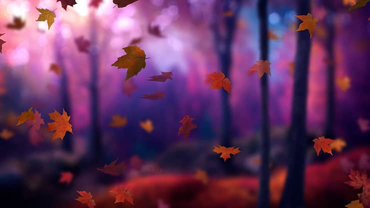 Fall Woods: Back 3