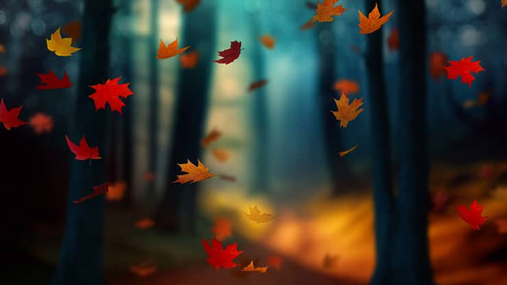 Fall Woods: Back 4