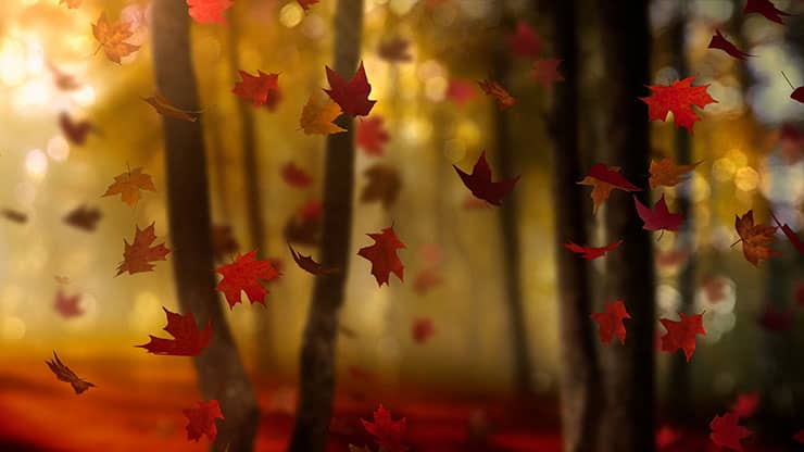 Fall Woods: Back 5