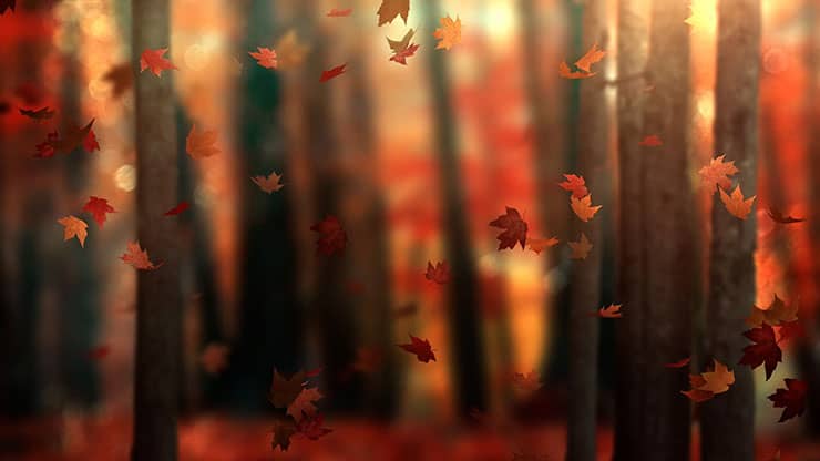 Fall Woods: Back 6