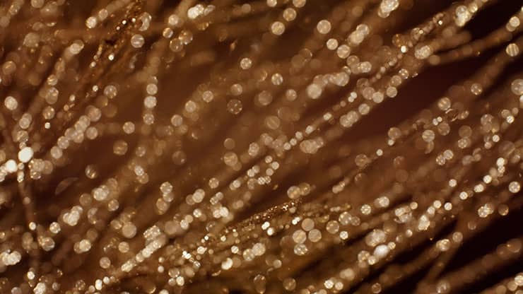 Christmas Gold 14 - Motion