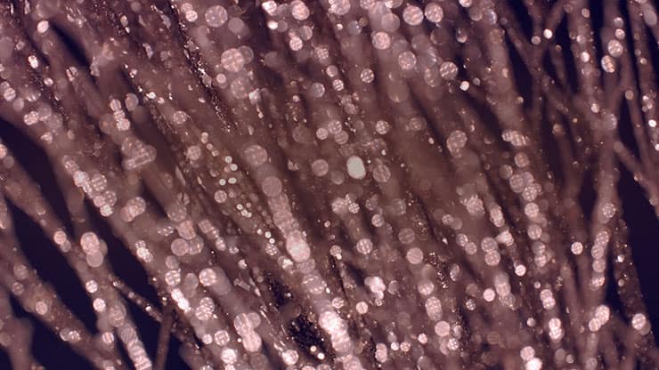 Christmas Gold 8 - Still