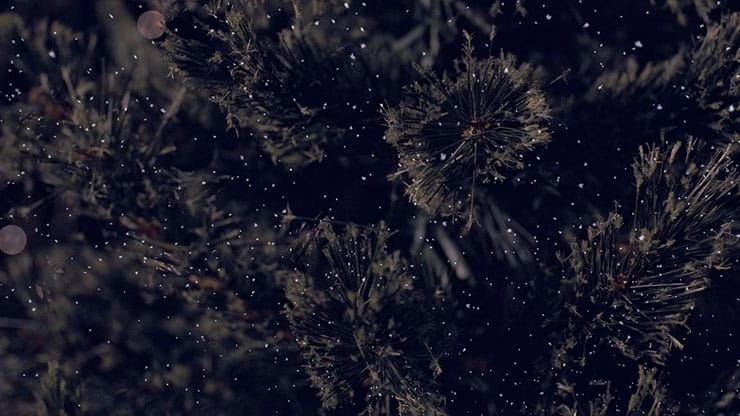 Christmas Tree: 1 - Still