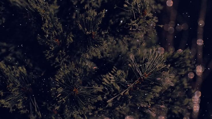 Christmas Tree: 2 - Still