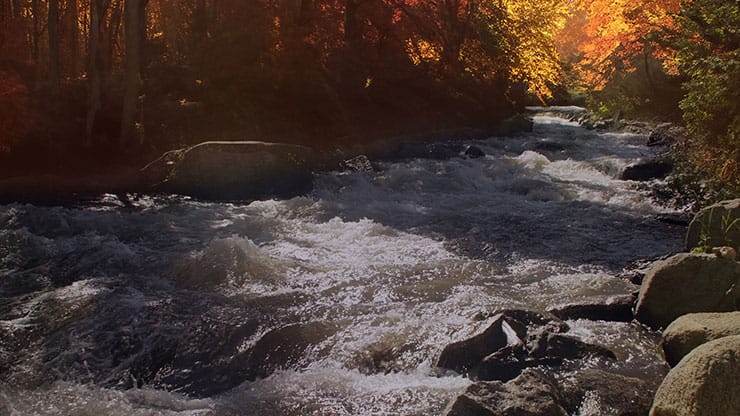 Northwest Fall Collection: Northwest Fall 10 Motion