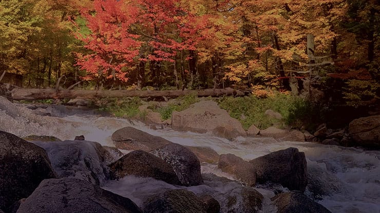 Northwest Fall Collection: Northwest Fall 12 Motion