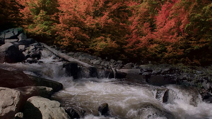 Northwest Fall Collection: Northwest Fall 15 Motion