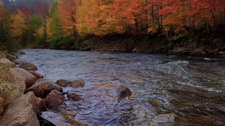 Northwest Fall Collection: Northwest Fall 1 Motion