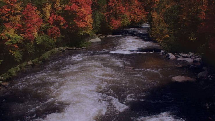 Northwest Fall Collection: Northwest Fall 5 Motion