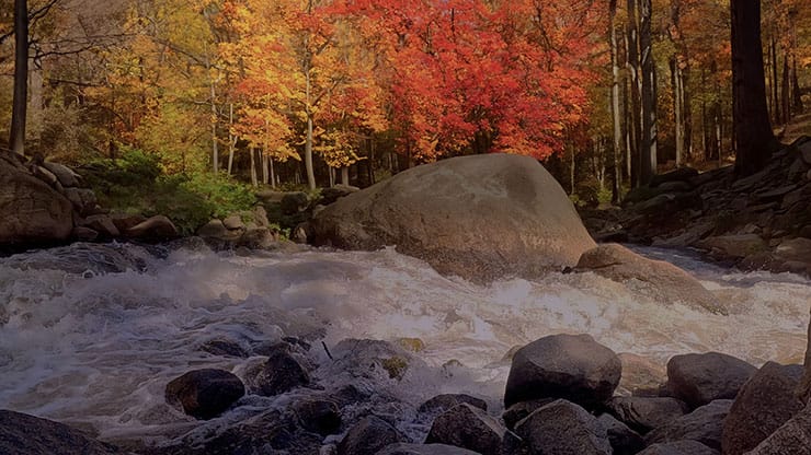 Northwest Fall Collection: Northwest Fall 7 Motion