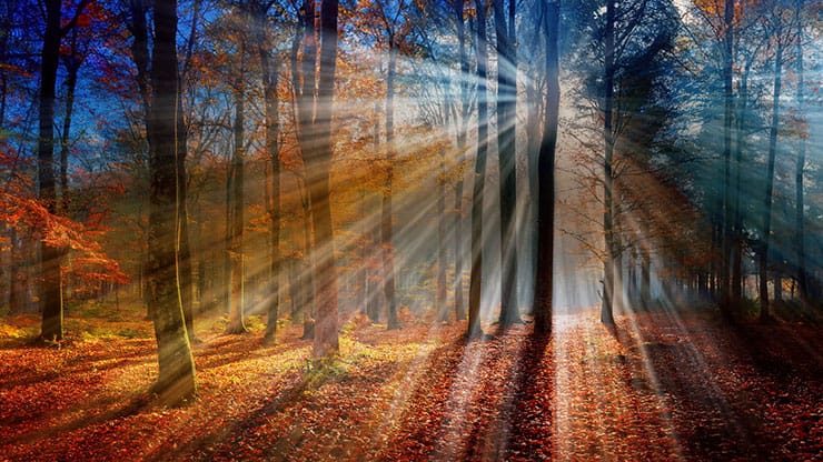 Autumn Light Collection: Autumn Light 10 Motion