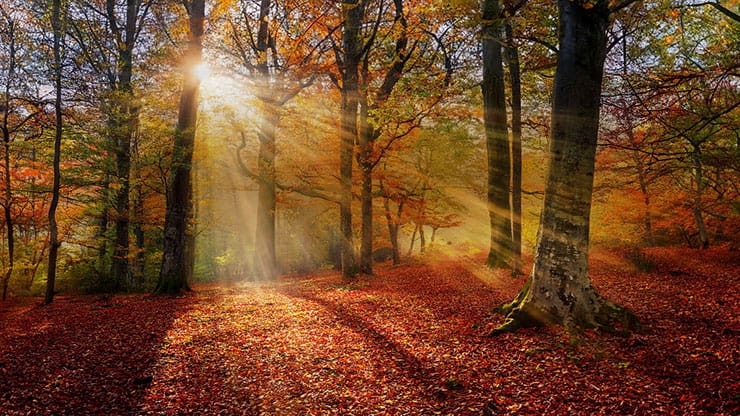 Autumn Light Collection: Autumn Light 11 Motion