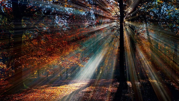 Autumn Light Collection: Autumn Light 12 Motion