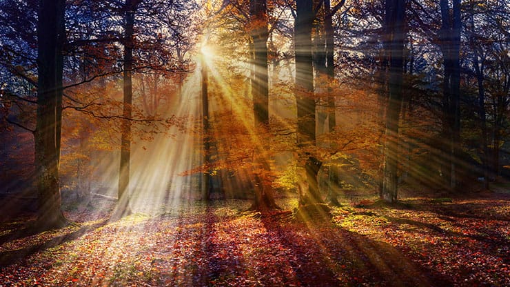 Autumn Light Collection: Autumn Light 13 Still