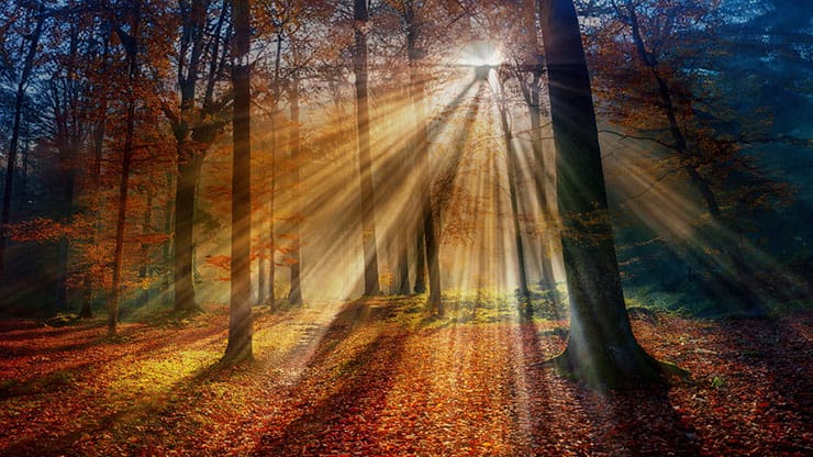 Autumn Light Collection: Autumn Light 15 Motion