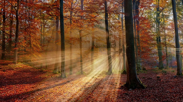 Autumn Light Collection: Autumn Light 16 Motion