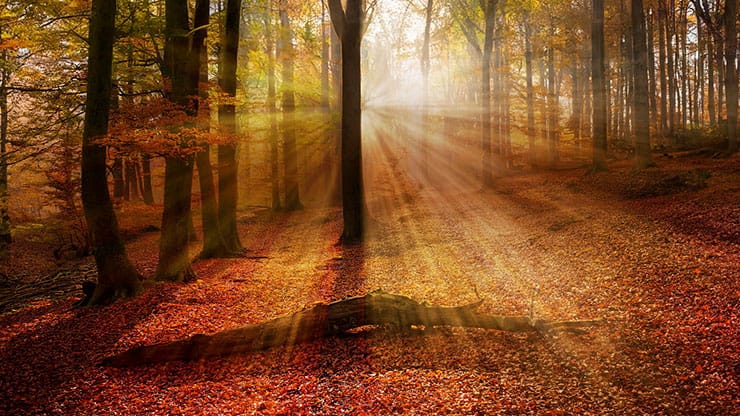 Autumn Light Collection: Autumn Light 18 Motion