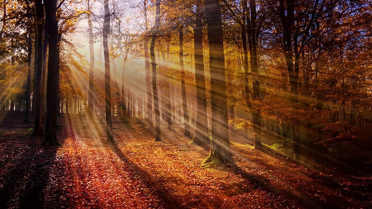 Autumn Light Collection: Autumn Light 3 Motion