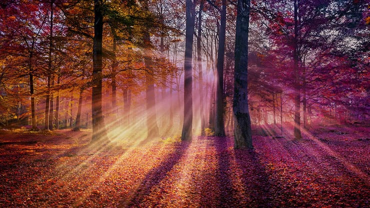 Autumn Light Collection: Autumn Light 4 Motion