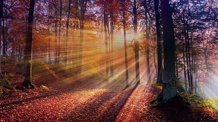 Autumn Light Collection: Autumn Light 6 Motion