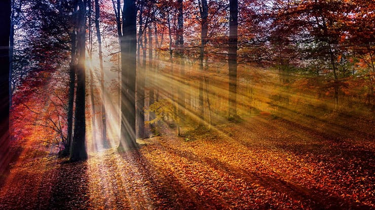Autumn Light Collection: Autumn Light 8 Still