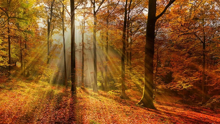 Autumn Light Collection: Autumn Light 9 Still