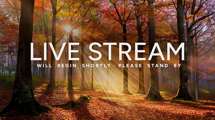 Autumn Light Collection: Autumn Light Live Stream