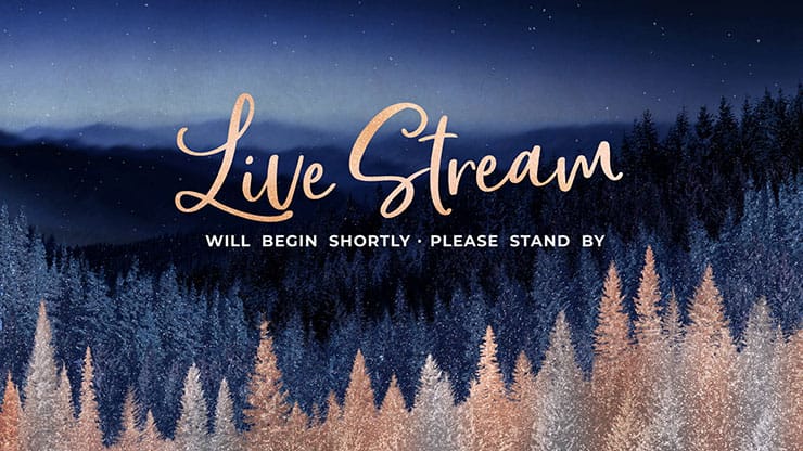 Sparkling Trees Collection: Sparkling Trees Live Stream