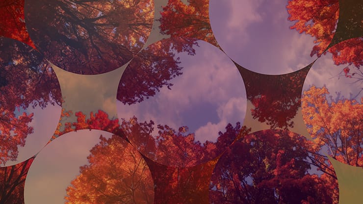 Fall Trees Collection: Fall Trees 10 Remix Motion
