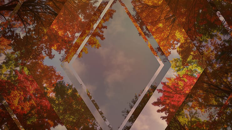 Fall Trees Collection: Fall Trees 1 Remix Motion