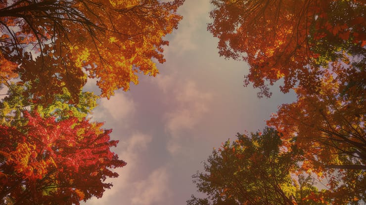 Fall Trees Collection: Fall Trees 1 Motion