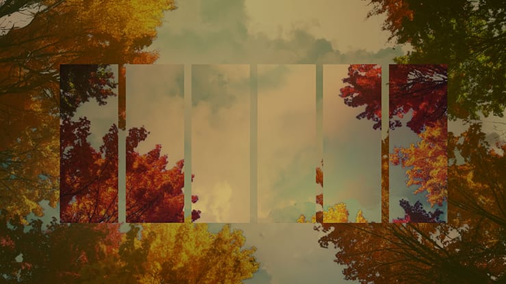 Fall Trees Collection: Fall Trees 4 Remix Motion