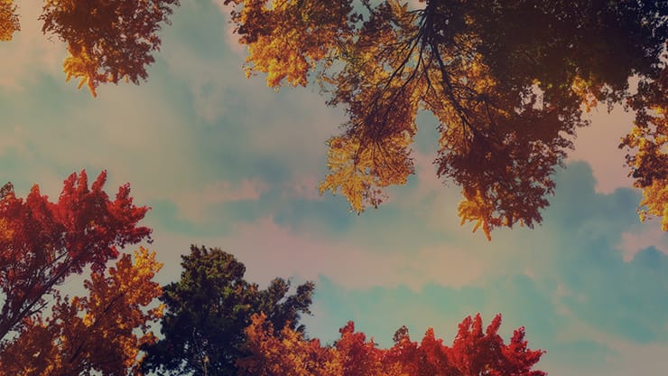 Fall Trees Collection: Fall Trees 5 Motion