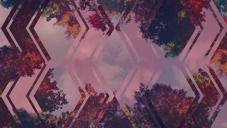 Fall Trees Collection: Fall Trees 9 Remix Motion