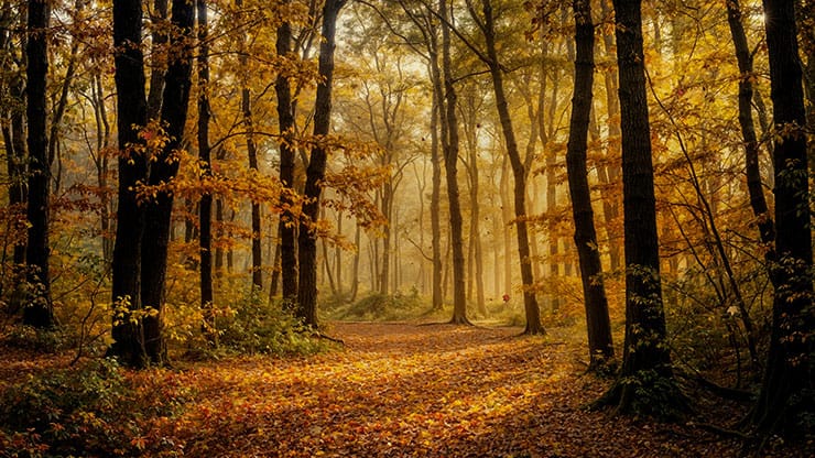 Forest Fall Collection: Forest Fall 14 Still