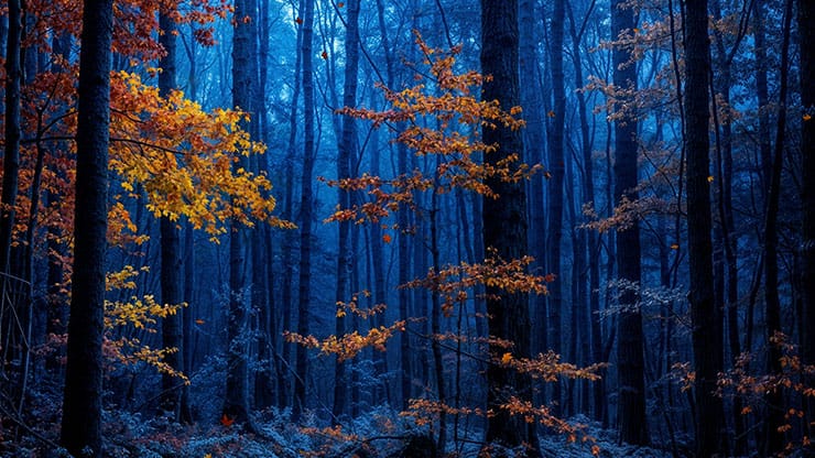 Forest Fall Collection: Forest Fall 3 Still