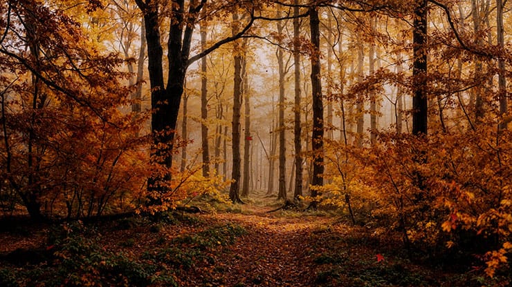 Forest Fall Collection: Forest Fall 5 Still