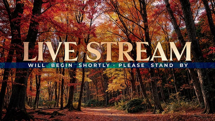 Forest Fall Collection: Forest Fall Live Stream