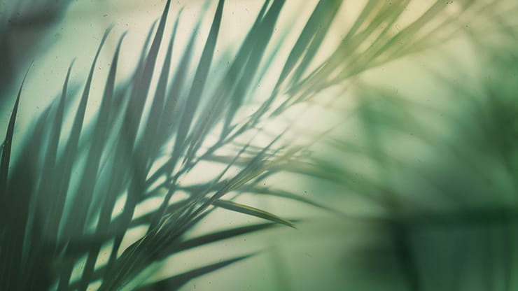 Palm Sunday - Green Palm Branches First Time Guest: Title Graphics