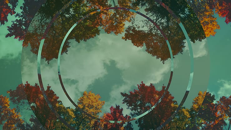Fall Trees Collection: Fall Trees 2 Remix Motion
