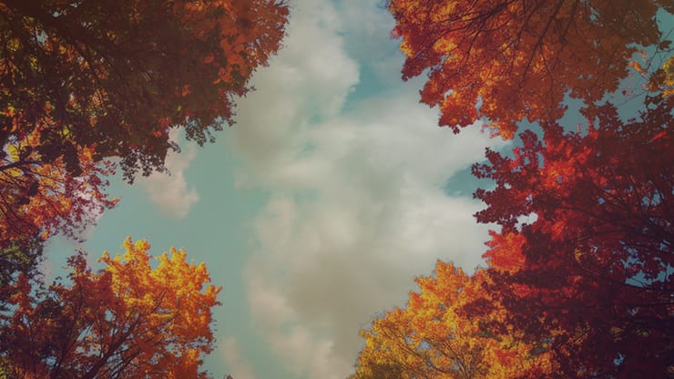 Fall Trees Collection: Fall Trees 3 Motion