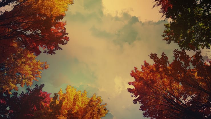 Fall Trees Collection: Fall Trees 4 Motion