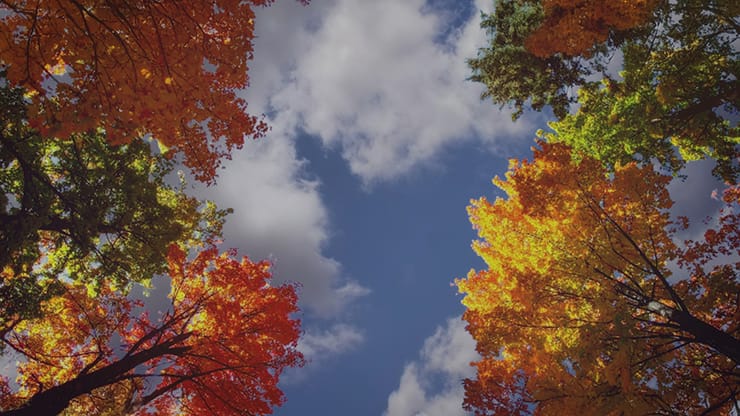 Fall Trees Collection: Fall Trees 6 Motion