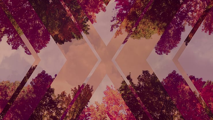 Fall Trees Collection: Fall Trees 7 Remix Motion