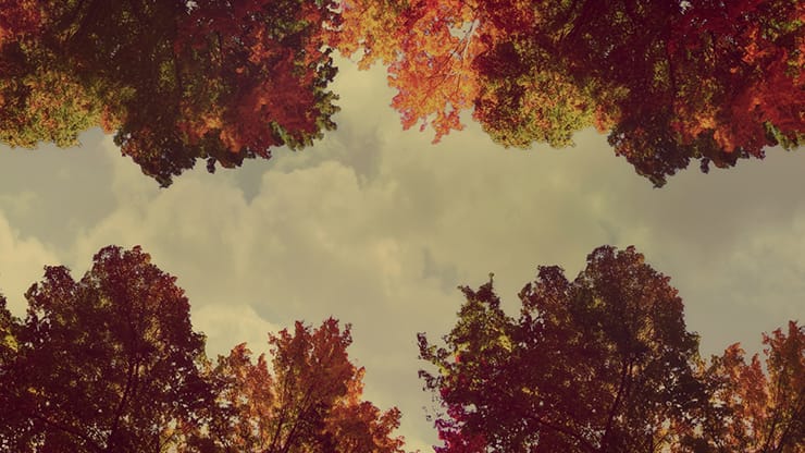 Fall Trees Collection: Fall Trees 7 Motion