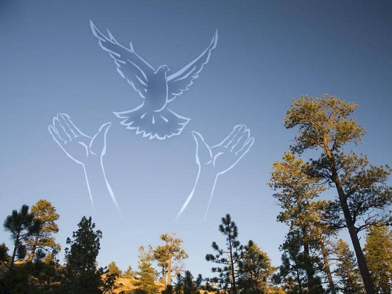 Arms Reaching for Bird