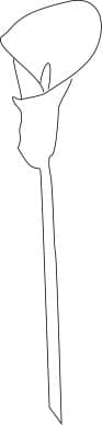 Single Calla Lily line